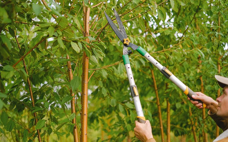 Tree trimming in Sparkill, NY